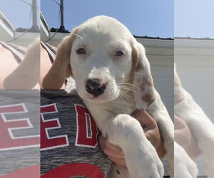 Jack-A-Bee Dogs for adoption in Aurora, IN, USA