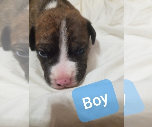 Medium Photo #5 American Staffordshire Terrier Puppy For Sale in COLUMBUS, OH, USA