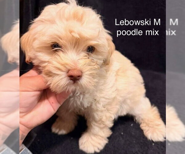 Medium Photo #1 Poodle (Miniature)-Unknown Mix Puppy For Sale in Studio City, CA, USA