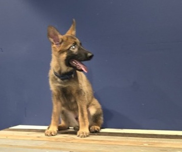 Medium Photo #1 German Shepherd Dog Puppy For Sale in SNELLVILLE, GA, USA