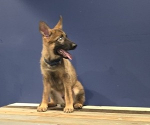 German Shepherd Dog Puppy for Sale in SNELLVILLE, Georgia USA