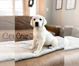 Labrador Retriever Puppy for sale in MIDDLEBURY, IN, USA