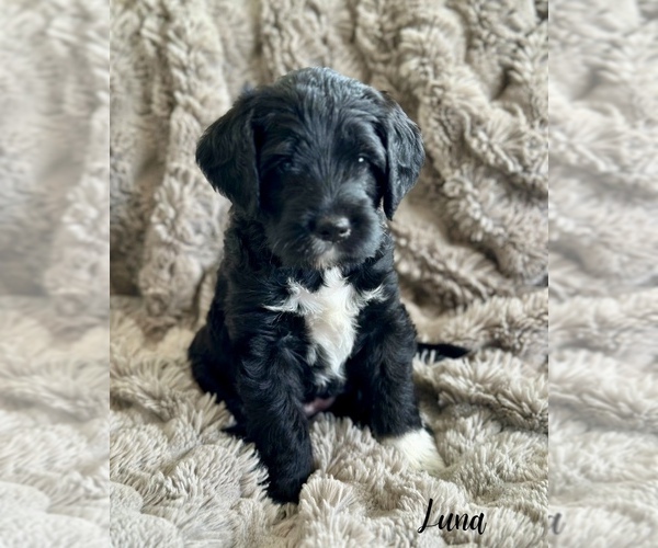 Medium Photo #3 Double Doodle Puppy For Sale in VINEYARD, UT, USA
