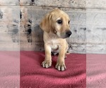 Small #6 Labrador Retriever