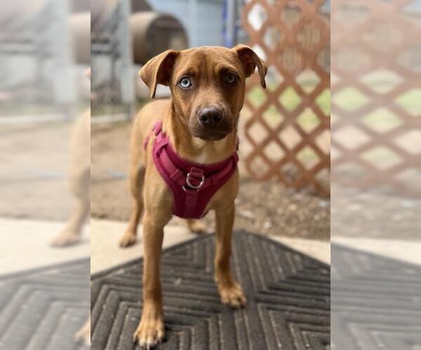 Medium Photo #3 Mutt Puppy For Sale in San Antonio, TX, USA