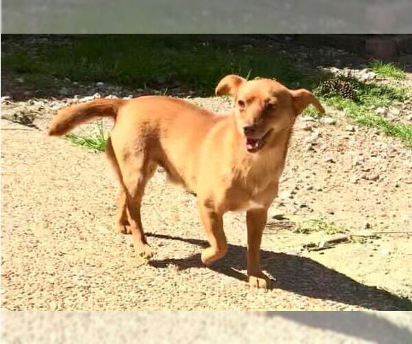 Medium Photo #4  Puppy For Sale in , 