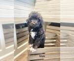 Small Photo #5 Aussiedoodle Miniature  Puppy For Sale in BOAZ, KY, USA