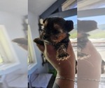 Small Photo #17 Yorkshire Terrier Puppy For Sale in LINCOLN CITY, OR, USA