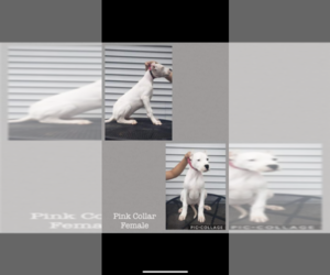 Dogo Argentino Puppy for sale in CARMEL, IN, USA