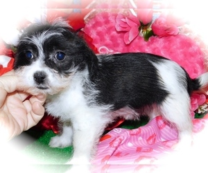 Scottish Terrier-ShihPoo Mix Puppy for sale in HAMMOND, IN, USA