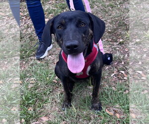 Mutt Dogs for adoption in Sanford, FL, USA