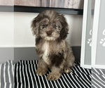 Small #4 Cavapoo