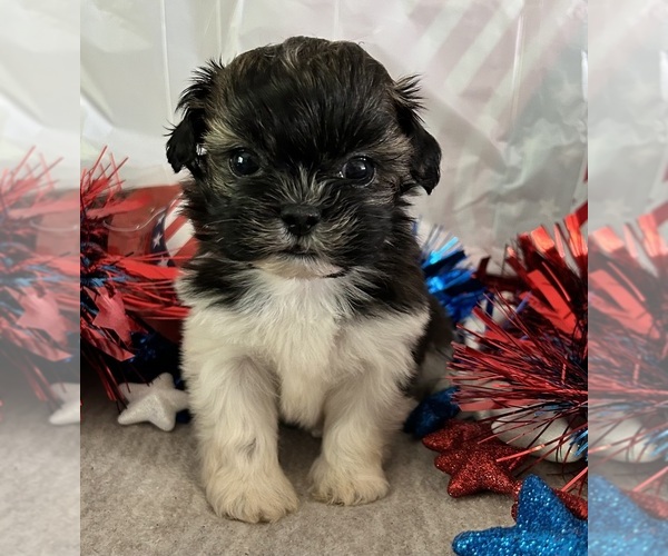 Medium Photo #5 Shih Tzu Puppy For Sale in DENTON, MD, USA