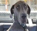 Small Photo #1 Great Dane Puppy For Sale in ROCHESTER, NY, USA