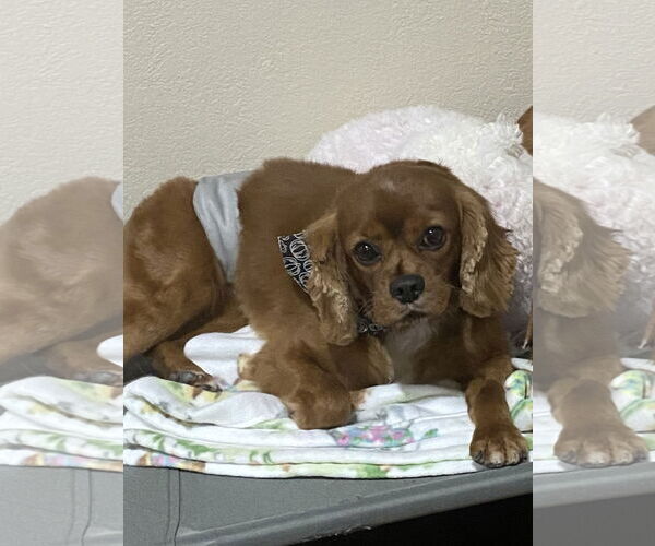 Medium Photo #1 Cavalier King Charles Spaniel Puppy For Sale in Sioux Falls, SD, USA