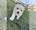 Puppy 3 Maltipoo-Poodle (Toy) Mix