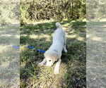 Small #6 Great Pyrenees