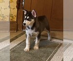 Small Photo #9 Siberian Husky Puppy For Sale in BURLINGTON, WI, USA