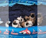 Small #5 Shih Tzu