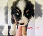 Puppy Red Australian Shepherd