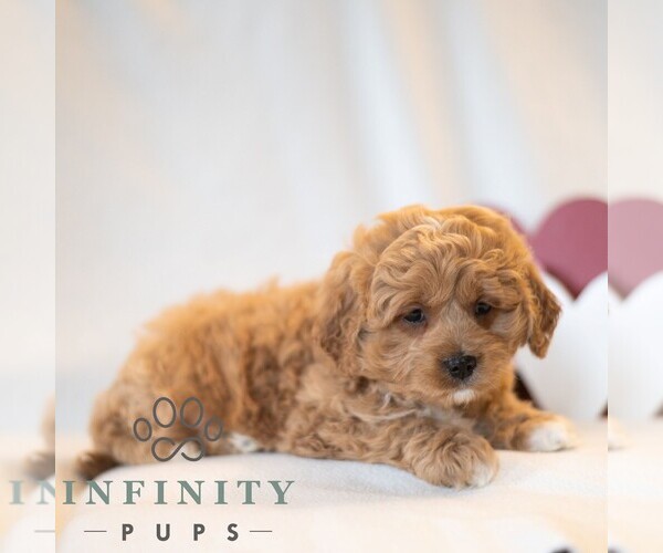 Medium Photo #5 Cavapoo (Miniature) Puppy For Sale in DORNSIFE, PA, USA