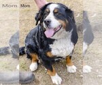 Small Photo #4 Bernese Mountain Dog Puppy For Sale in BONNERS FERRY, ID, USA