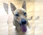 Small #6 Carolina Dog Mix