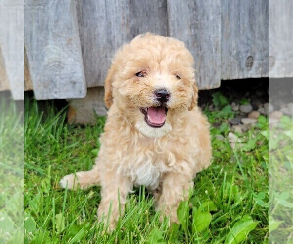 Medium Photo #1 Goldendoodle-Poodle (Miniature) Mix Puppy For Sale in CANAJOHARIE, NY, USA
