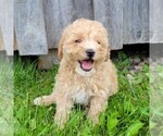 Small Photo #1 Goldendoodle-Poodle (Miniature) Mix Puppy For Sale in CANAJOHARIE, NY, USA