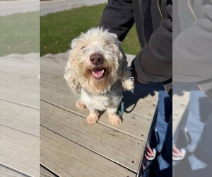 Charlie - Male Maltese-Unknown Mix Dog for Adoption - Photo #2