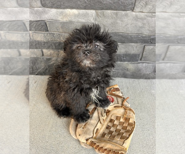 Medium Photo #3 Shiranian Puppy For Sale in MIDDLEBURY, IN, USA
