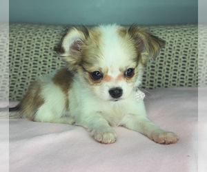 Chihuahua Puppy for sale in CHARLOTTE, NC, USA