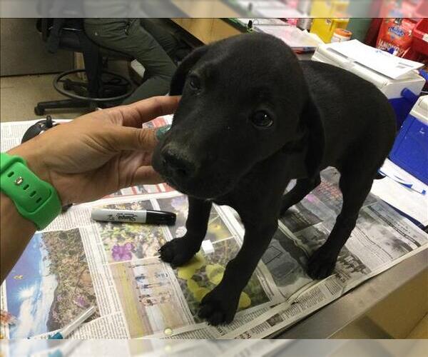 Medium Photo #1 Shepradors Puppy For Sale in Riverside, CA, USA