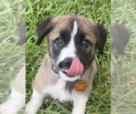 Small Labrador Retriever Mix