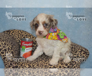 Aussiedoodle Puppy for sale in SANGER, TX, USA