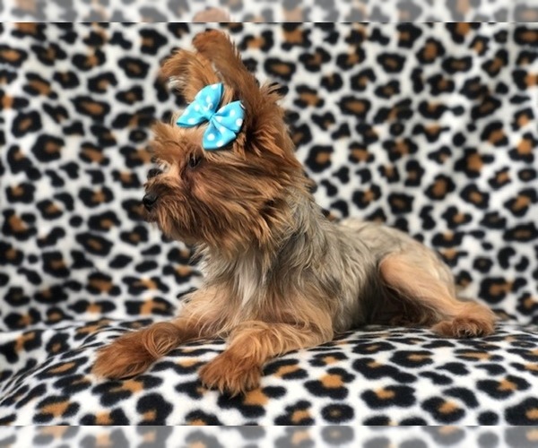 Medium Photo #10 Yorkshire Terrier Puppy For Sale in LAKELAND, FL, USA
