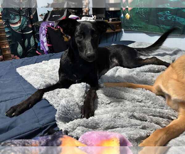 Medium Photo #4 Border Collie-Unknown Mix Puppy For Sale in Salt Lake City, UT, USA