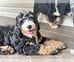 Puppy Merci Bernedoodle