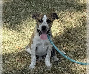 Catahoula Leopard Dog-Unknown Mix Dogs for adoption in Rockaway, NJ, USA