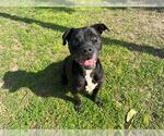Small #1 American Pit Bull Terrier Mix