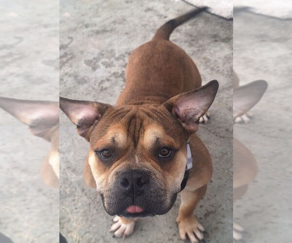 Medium Photo #4 American Pit Bull Terrier Puppy For Sale in Oak Bluffs, MA, USA