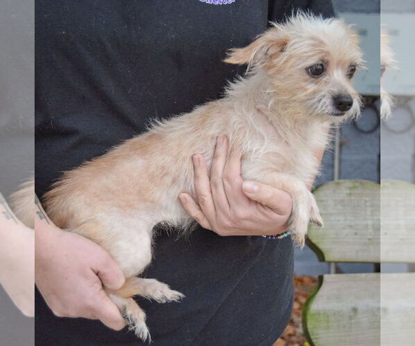 Medium Photo #4 Dachshund-Unknown Mix Puppy For Sale in Huntley, IL, USA
