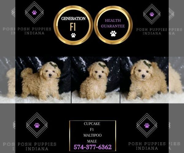 Medium Photo #5 Maltipoo Puppy For Sale in WARSAW, IN, USA