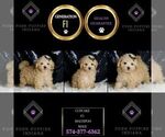 Small #4 Maltipoo