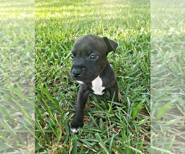 Medium Photo #9 Staffordshire Bull Terrier Puppy For Sale in HOUSTON, TX, USA