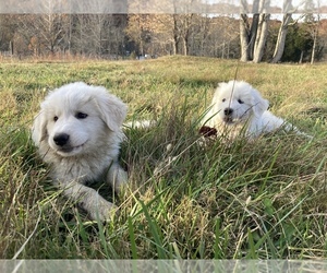 Great Pyrenees Puppy for sale in BLOUNTVILLE, TN, USA