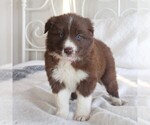 Small Photo #5 Border Collie Puppy For Sale in KINZERS, PA, USA
