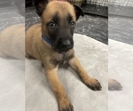 Small Photo #144 Belgian Malinois Puppy For Sale in REESEVILLE, WI, USA