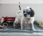 Small Photo #6 Poodle (Miniature)-Portuguese Water Dog Mix Puppy For Sale in FREDERICKSBURG, OH, USA