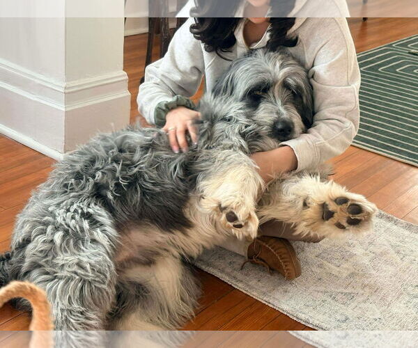 Medium Photo #6 Bearded Collie Puppy For Sale in Westwood, NJ, USA